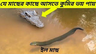 ইলেকট্রিক ইলের কাছে আসলেই মৃত্যু নিশ্চিত ।। This Alligator Will survive From 860 Volts [upl. by Brewster]