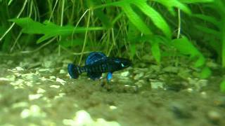 Gulf coast pygmy sunfish Elassoma gilberti courtship spawning dance [upl. by Hertzfeld]