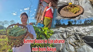 Collecting beans to dry  Anjika ko thil ka Laddu bana diya  Mom went to diyun [upl. by Htebi]