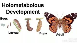 Metamorphosisholometabolous development [upl. by Naloc256]