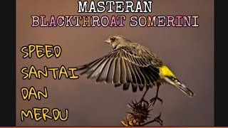 Masteran Blackthroat SOMERINI paling MERDU dan Jernih Relaxing Sound Bird [upl. by Garcon]