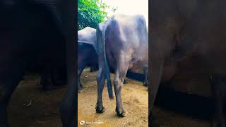 Dairy Farm  Buffalo Videos  Murrah Buffalo New Video 2024  Yadav Dairy Farm  Murrah Bhaish [upl. by Dixon]