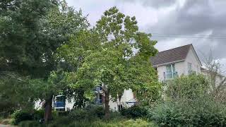 Northern catalpa  tree  September 2024 [upl. by Ajaj]