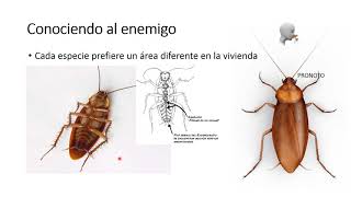 1 CUCARACHAS BIOLOGÍA Y ESPECIES [upl. by Drofliw]