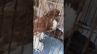 Gubara kabutar pigeon pigeonbazz ytshorts kabutarbazi [upl. by Ritz509]