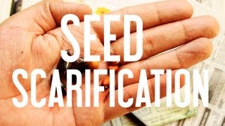 How to Start Seeds Seed Scarification [upl. by Kernan]