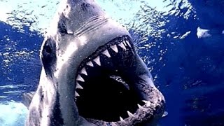 Amazing Life Shark Discovery channel Documentary HD 2015 [upl. by Nanon]