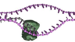 Homologydependent double strand break repair [upl. by Aehsila]