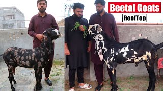 Beetal Goats Setup On RoofTop Lahore 2024  Bakra Mandi [upl. by Stubbs]