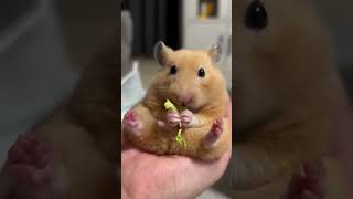 Why is this hamster so cute  animals funny animal wildlife hamsters [upl. by Seabrook54]