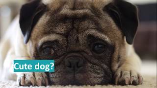 BreedtoBreathe  Health and welfare of brachycephalic dogs [upl. by Demha]