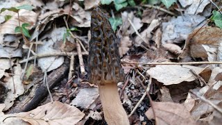 sortie Morilles 060424 [upl. by Lana]