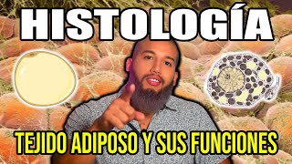 TEJIDO ADIPOSO Mucho más que una Reserva de Energía  Histología [upl. by Esyahc]