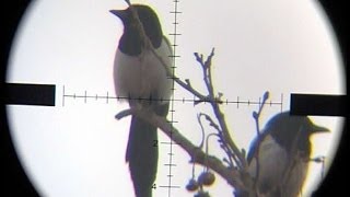 Air Rifle Magpie shot on 143m156yards Pest Control 3 [upl. by Sarazen673]