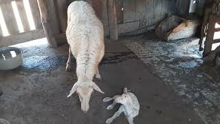 These Sheep Giving birth for the first time [upl. by Joash464]