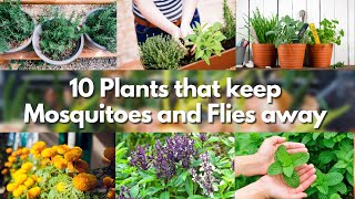 10 Plants that keep Mosquitoes and Flies away 🍃🦟 mosquito repellent plants 🍃🦟 [upl. by Dymoke]