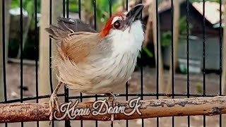 Suara Khas Burung Kaso Kaso Betina [upl. by Notlaw]