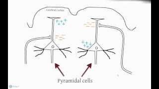 EEG and Action Potentials [upl. by Petey298]