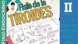 FISIOLOGÍA DE LA TIROIDES liberación efectos farmacología aplicación FISIOENDOCRINO 2 [upl. by Htabazile36]