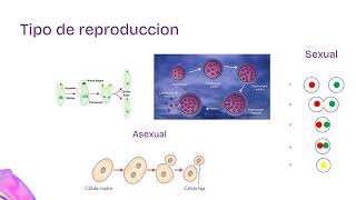 Protozoos Bioseguridad [upl. by Boyes]