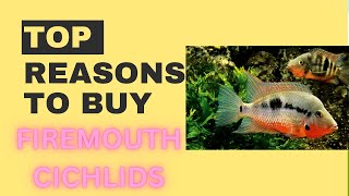 Reasons to buy firemouth cichlids [upl. by Sly]