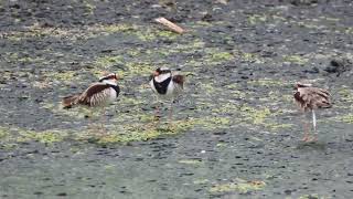 Black fronted Dotterel in territorial dispute [upl. by Sac447]