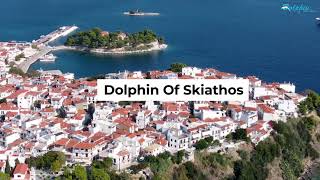 Dolphin of Skithos welcomes Jet2 CEO Steve Heapy to Skiathos [upl. by Laird]