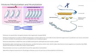 Histone Methylation and Acetylation [upl. by Jeff260]