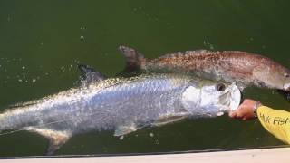 Penns BigWater Adventures  Tarpon amp Redfish Adventure  Outdoor Channel [upl. by Ogdan]