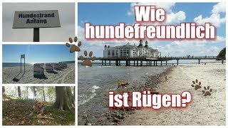 Hundefreundlichkeit Insel Rügen  Freizeitmöglichkeiten mit Hund [upl. by Atkins]