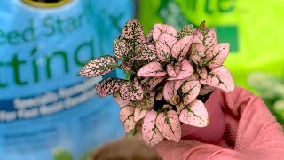 Pink Hypoestes Polka Dot Plant Repot [upl. by Ibbison592]