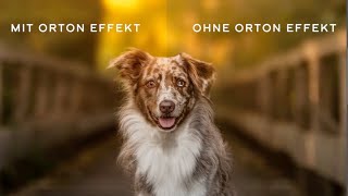 thinkpawsitiveHundefotografie Kanalvorstellung  Weihnachtsspecial 2019 [upl. by Naihs]