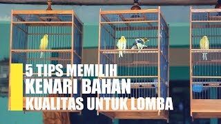 5 TIPS MEMILIH BAHAN KENARI UNTUK LOMBA [upl. by Avera]