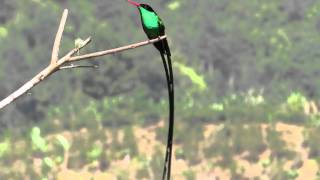 Redbilled Streamertail with a little tongue action [upl. by Annazor]