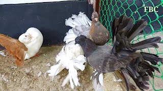 10 Most Beautiful Pigeons In World  Pigeon  Fantail Pigeon Farm  Fancy Pigeon Breeds [upl. by Valida]