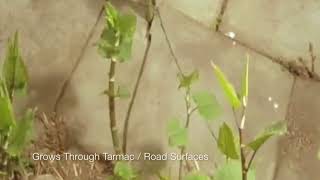 Japanese Knotweed Growth Time Lapse [upl. by Drolyag281]