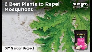 Top Six Mosquito Repellent Plants to Grow with Black Gold® [upl. by Nally]