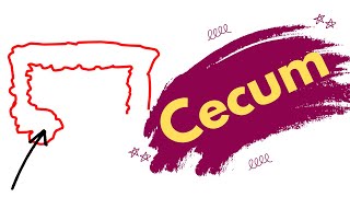 Cecum  Anatomy shape location and functions of the cecum [upl. by Kunkle]