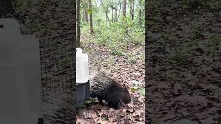 An Indian crested porcupine was rescued amp released by WTI’s Mobile Veterinary Service Unit in Odisha [upl. by Nnaegroeg592]