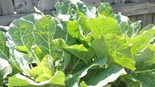 10 Tips for growing Collard Greens [upl. by Meill139]