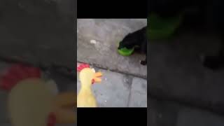 Chicken toy fyppppppppppppppppppppppp fyp lol [upl. by Three]