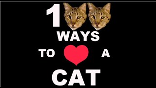 100 Ways To Love A Cat Ways 1100 [upl. by Pearse]