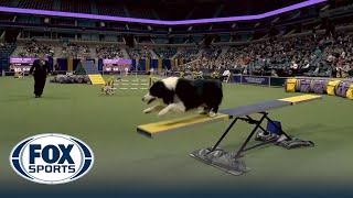 Howie the Border Collie wins the 24quot class at WKC Masters Agility  Westminster Kennel Club [upl. by Sitnerp156]