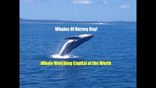 Whale Watching In The Waters Of Hervey Bay amp Fraser Island [upl. by Grethel]