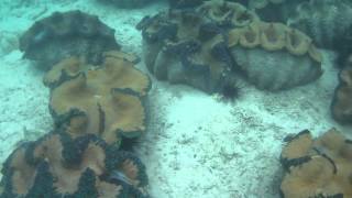 Giant Clam Nursery at Bolinao Marine Laboratory [upl. by Desirae883]