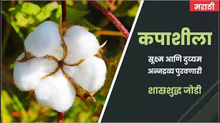 II कपाशीला सूक्ष्म आणि दुय्यम अन्नद्रव्य पुरवणारी शास्त्रशुद्ध जोडी II Cotton Farming II Marathi II [upl. by Mingche]