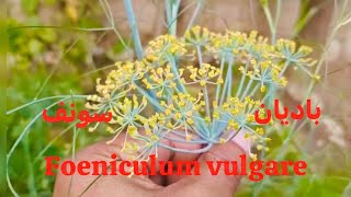 Foeniculum vulgare I باديان I سونف I Hakim Mohd Afsahul Kalam I AsfiUnimedica I Unani [upl. by Thielen585]