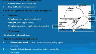 30 Zygomatic arch amp mastoid process تشريح أحمد كمال [upl. by Vieva]