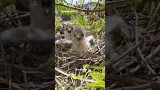 Parte 2 dos filhotes de gavião carijó faunaeflora [upl. by Silbahc]