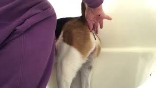 How I drain my dog’s deep set anal gland’s without causing pain I press up with bottom hand dog [upl. by Eekcaj]